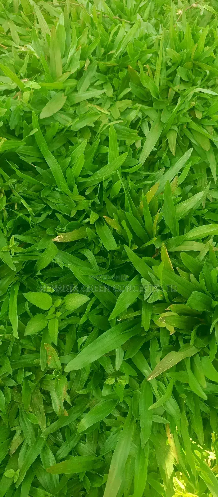 Pemba Grass Wholesale