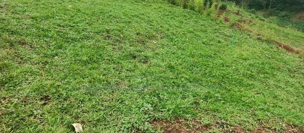 Pemba Grass Wholesale - thumbnail 10