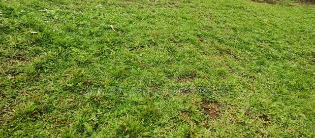 Pemba Grass Wholesale - thumbnail 13