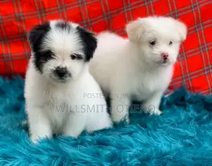 1-3 months Female Purebred Havanese