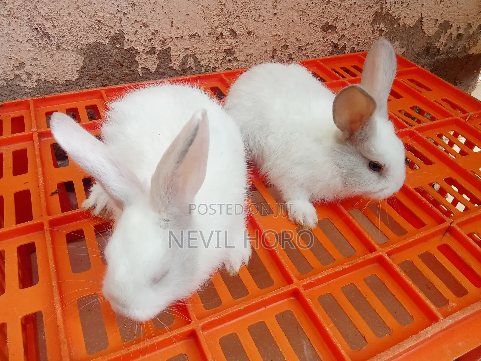 6week Old Rabbits for Sale at Kenyatta Road Juja