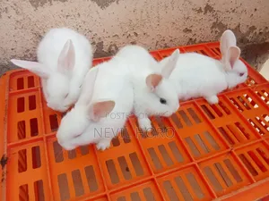 6week Old Rabbits for Sale at Kenyatta Road Juja