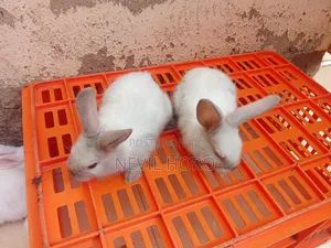 6week Old Rabbits for Sale at Kenyatta Road Juja
