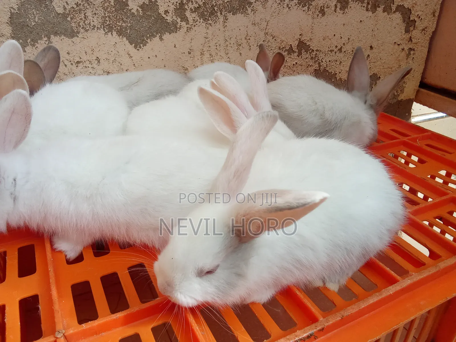 6week Old Rabbits for Sale at Kenyatta Road Juja