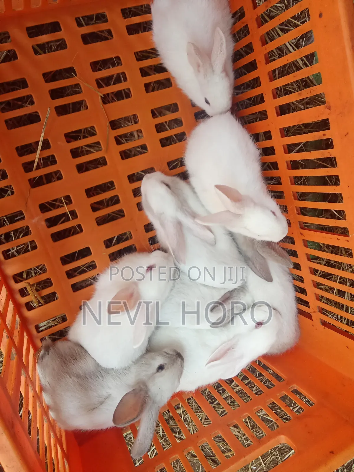 6week Old Rabbits for Sale at Kenyatta Road Juja
