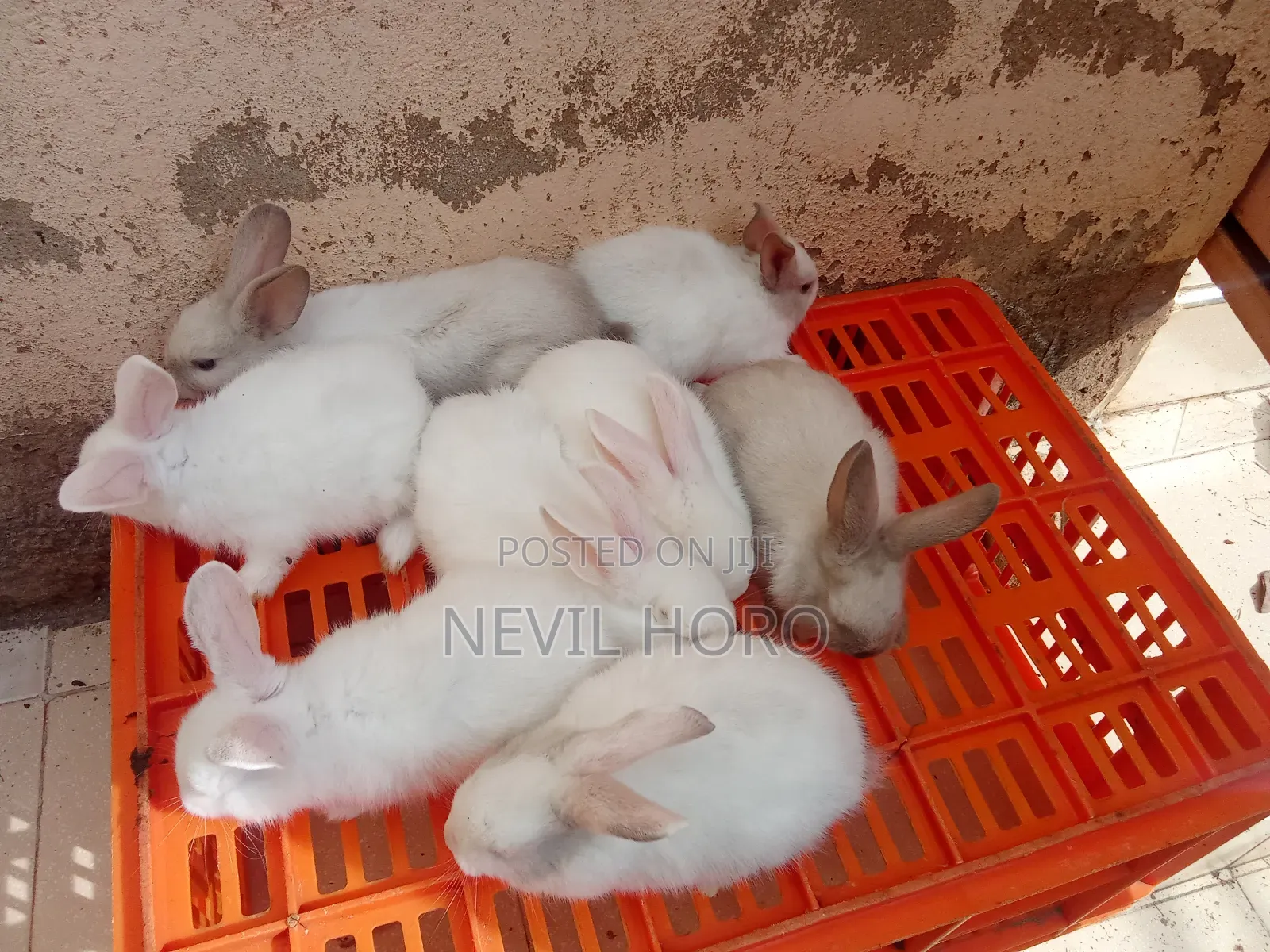 6week Old Rabbits for Sale at Kenyatta Road Juja