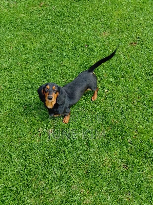 6-12 months Female Purebred Dachshund - main view