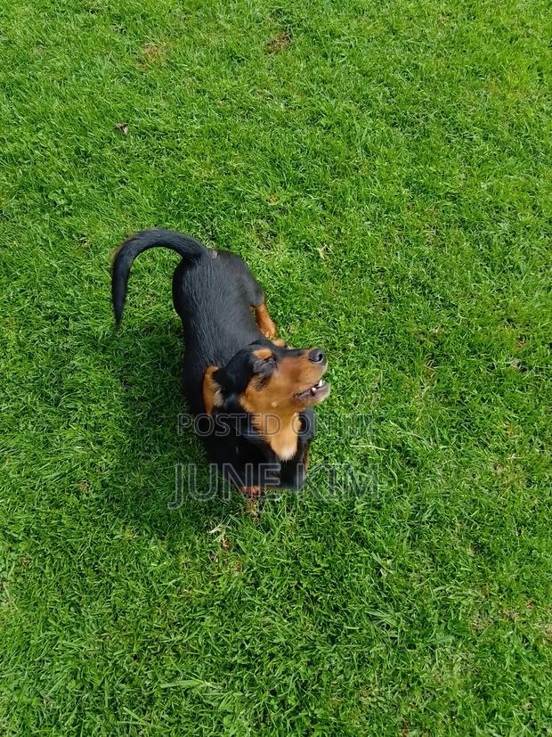 6-12 months Female Purebred Dachshund - thumbnail 9