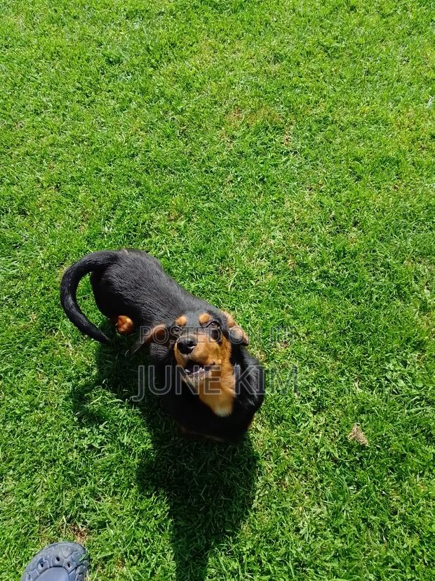 6-12 months Female Purebred Dachshund - thumbnail 10