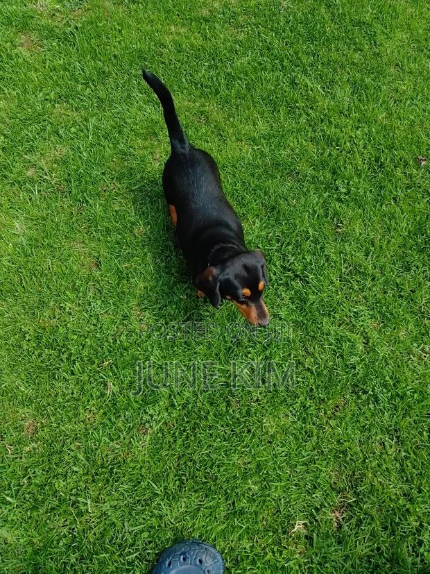 6-12 months Female Purebred Dachshund - thumbnail 11
