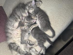 1-3 months Male Mixed Breed Russian Blue - thumbnail 2