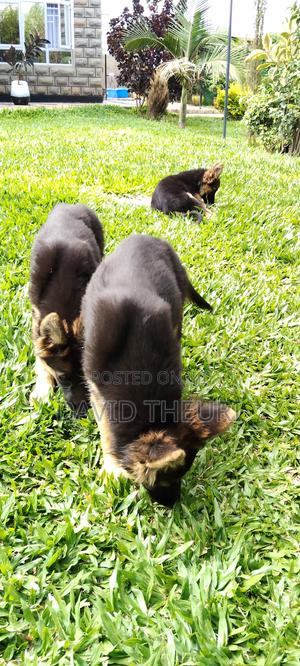 3-6 months Male Purebred German Shepherd - thumbnail 2