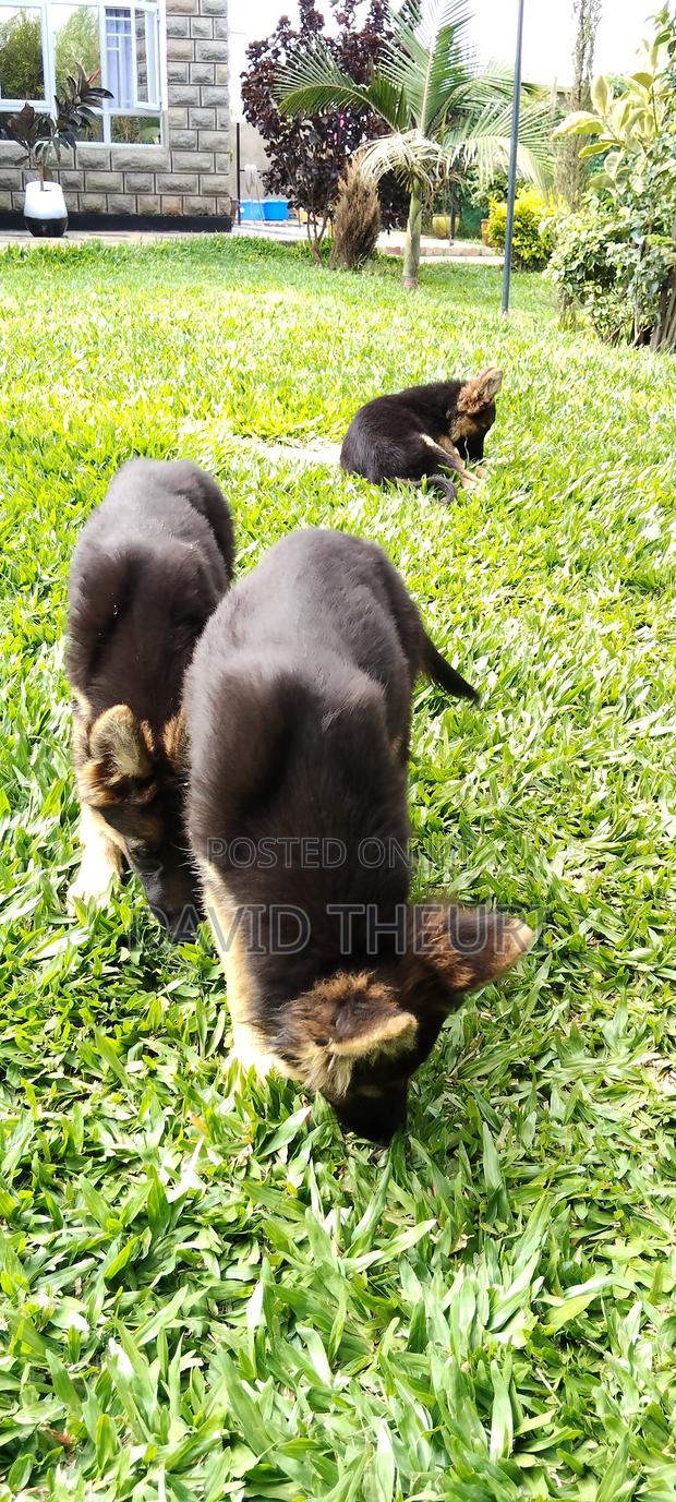 3-6 months Male Purebred German Shepherd - main view