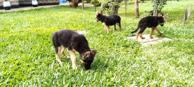 3-6 months Male Purebred German Shepherd - thumbnail 3