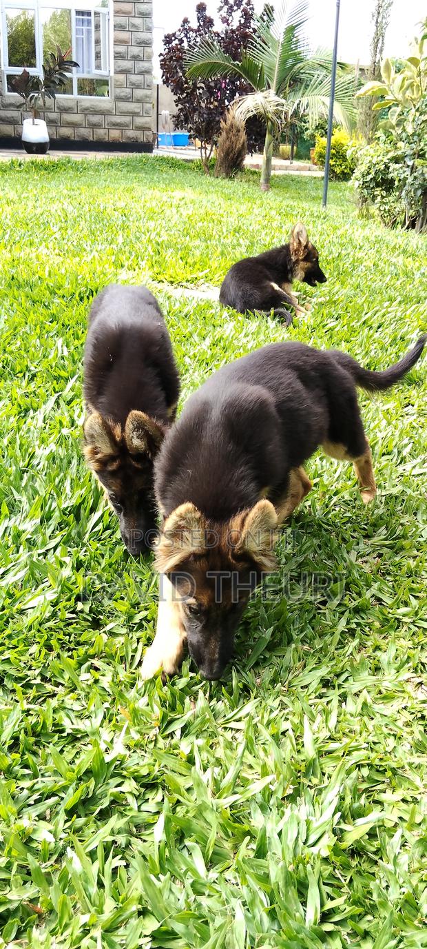 3-6 months Male Purebred German Shepherd - thumbnail 4