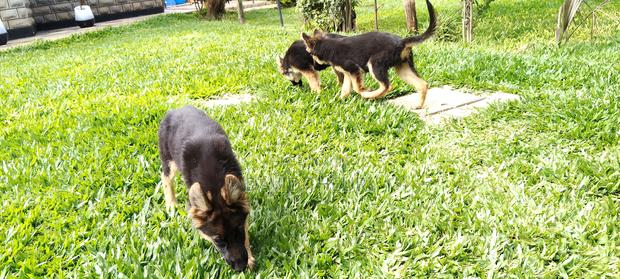 3-6 months Male Purebred German Shepherd - thumbnail 5