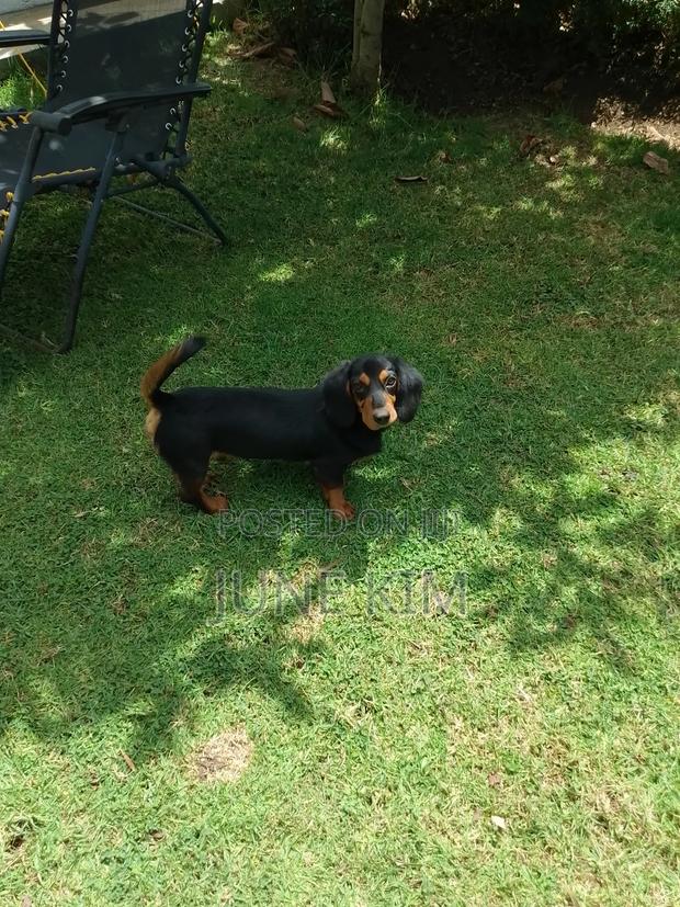 6-12 months Female Purebred Dachshund - thumbnail 7