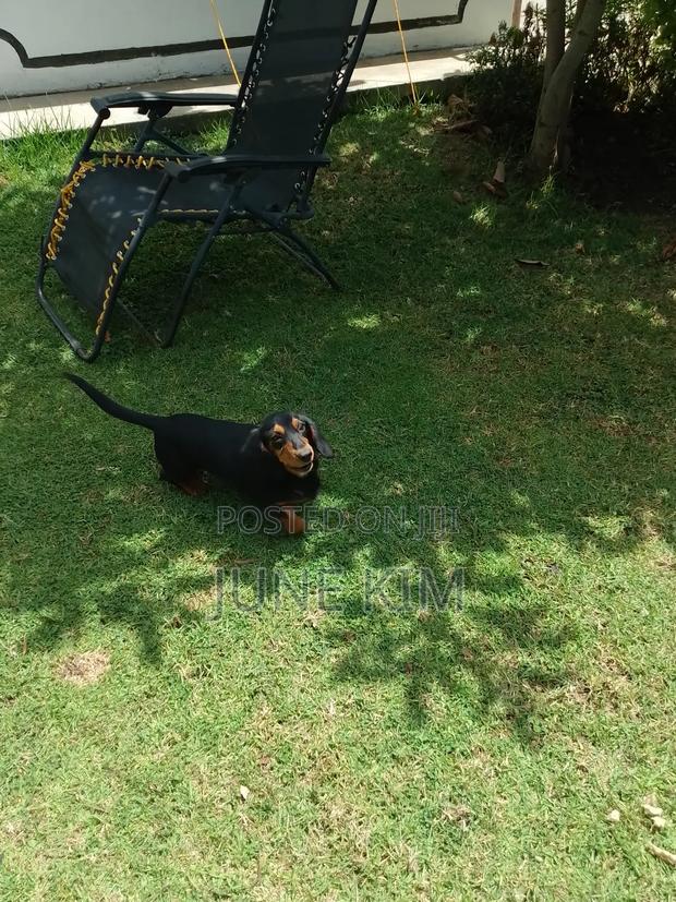 6-12 months Female Purebred Dachshund - thumbnail 6