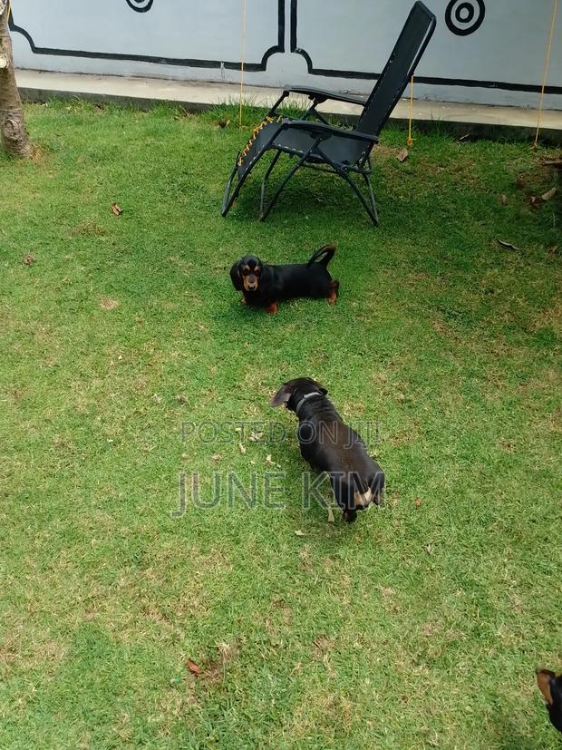 6-12 months Female Purebred Dachshund - thumbnail 8