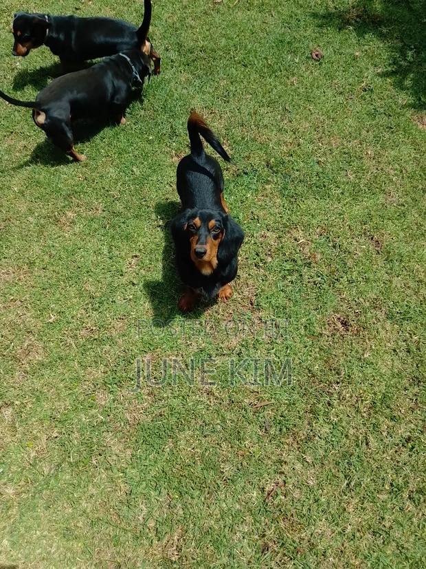 6-12 months Female Purebred Dachshund - thumbnail 12