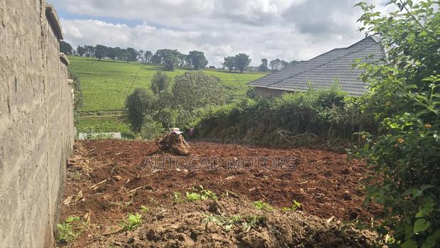 Kawaida Banana - main view