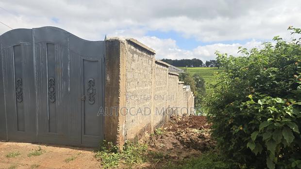 Kawaida Banana - thumbnail 2