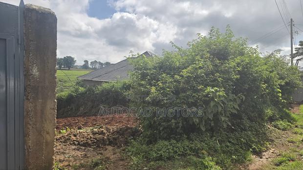 Kawaida Banana - thumbnail 3