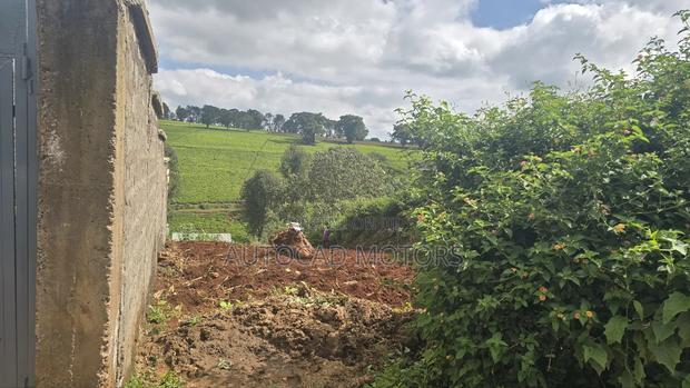 Kawaida Banana - thumbnail 4