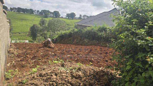 Kawaida Banana - thumbnail 5