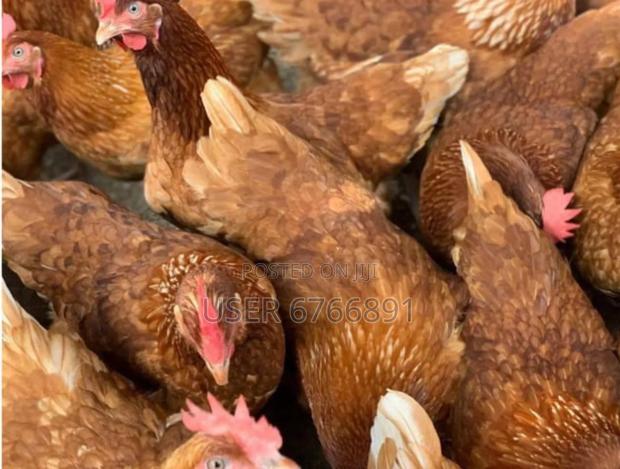 Livestock Poultry - main view