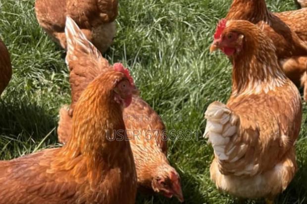 Livestock Poultry - thumbnail 2