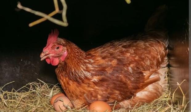 Livestock Poultry - thumbnail 3