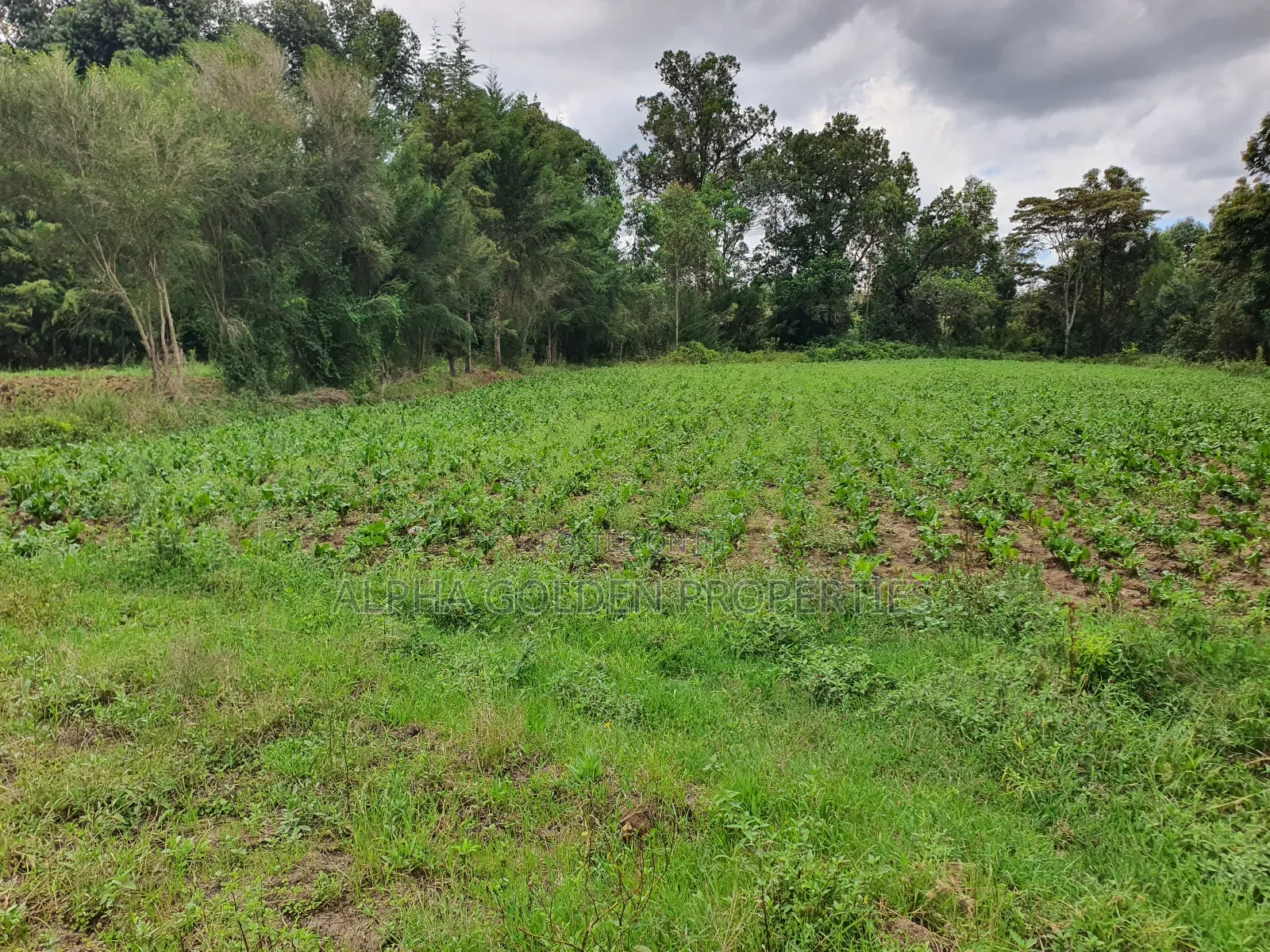 4.5 Acres in Nanyuki With River Frontage