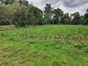 4.5 Acres in Nanyuki With River Frontage
