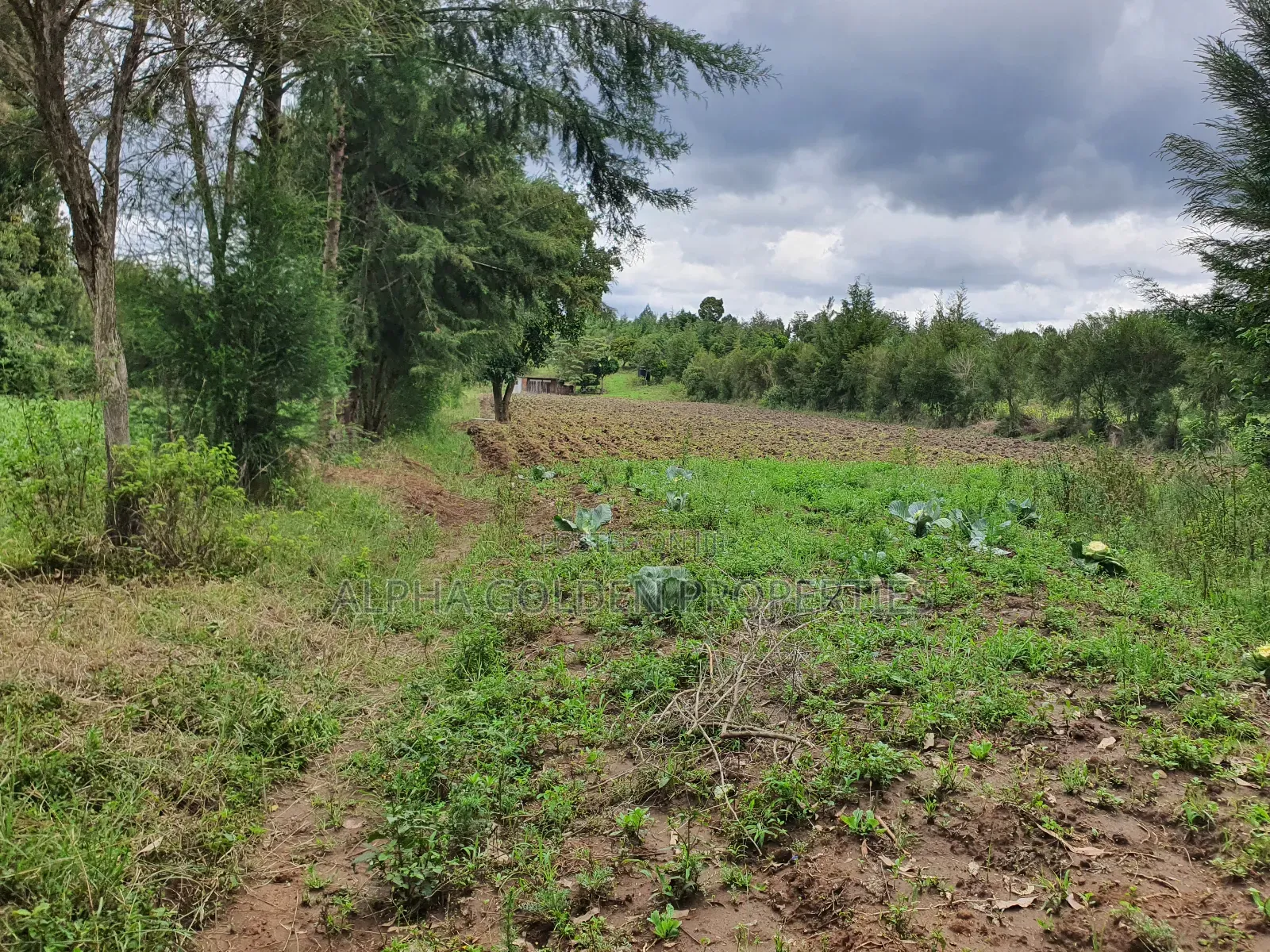 4.5 Acres in Nanyuki With River Frontage
