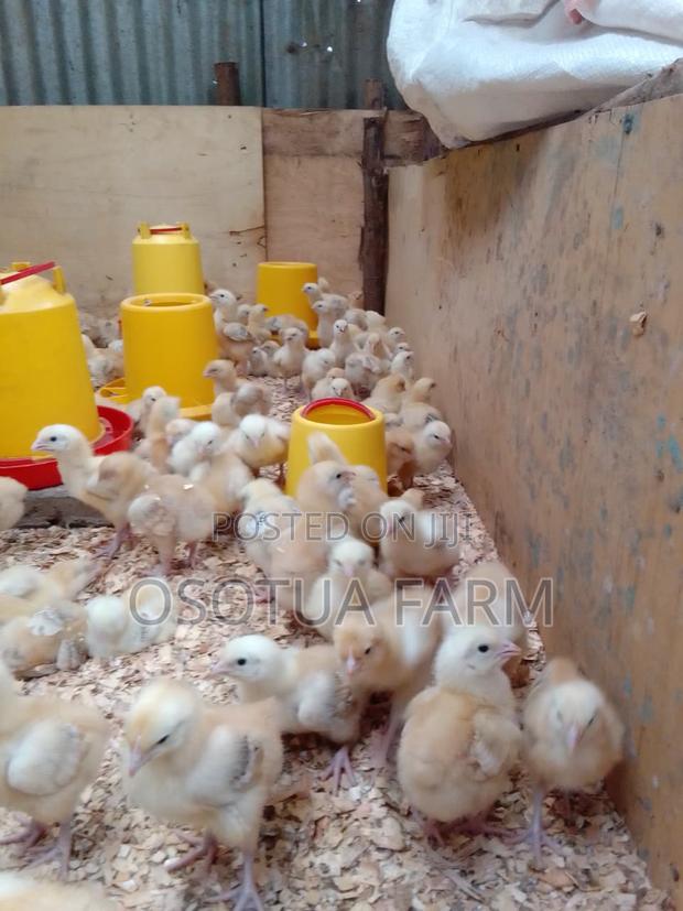 Strong Sasso Kienyeji Chicks – Booking Open for 3–4 Week Birds
