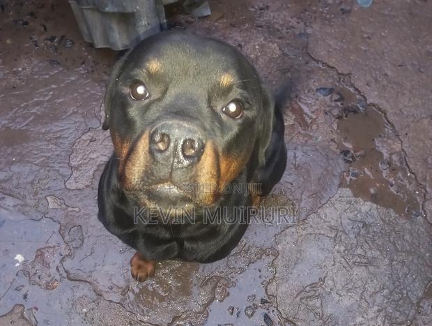 6-12 months Male Purebred Rottweiler