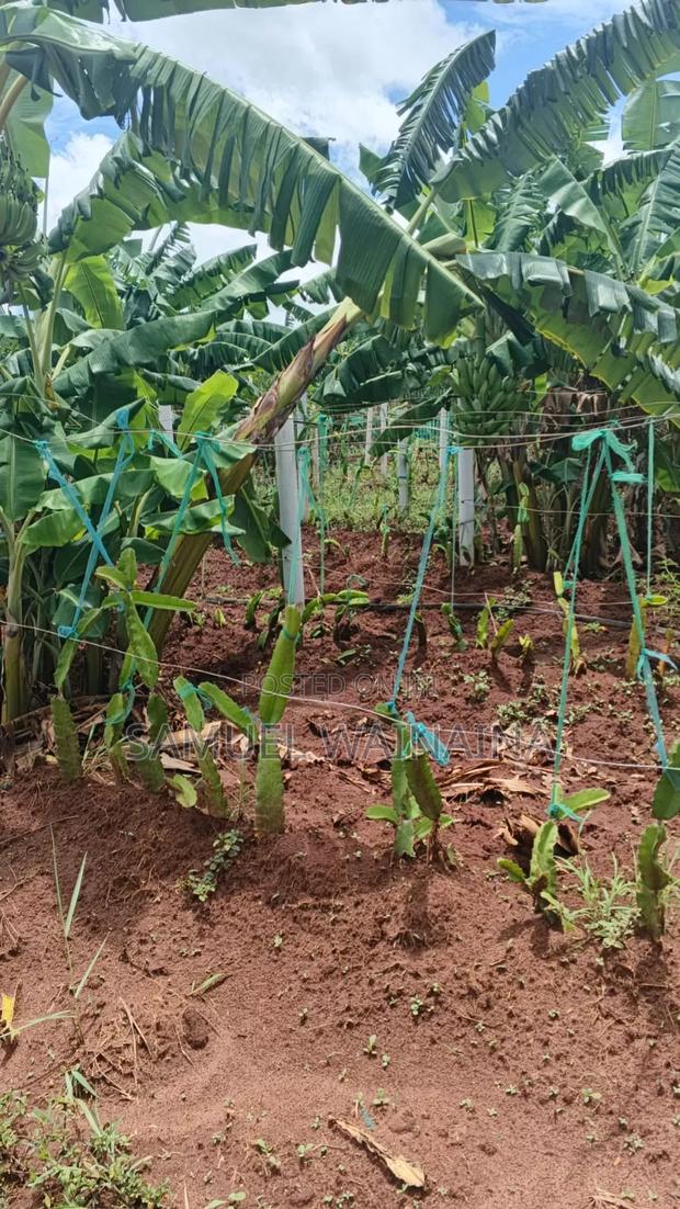 Own a Plot in Makuyu 3km From Nyeri Highway - thumbnail 3