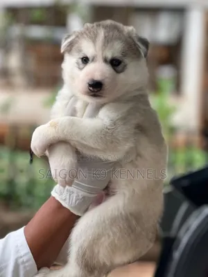 1-3 months Male Purebred Siberian Husky