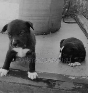 1-3 months Male Purebred Border Collie - thumbnail 2