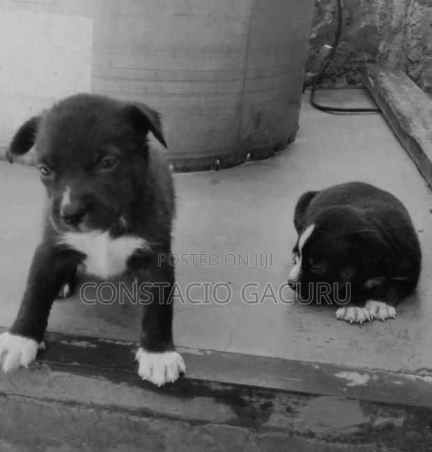 1-3 months Male Purebred Border Collie - main view