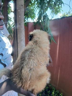 0-1 month Male Purebred German Shepherd - thumbnail 2