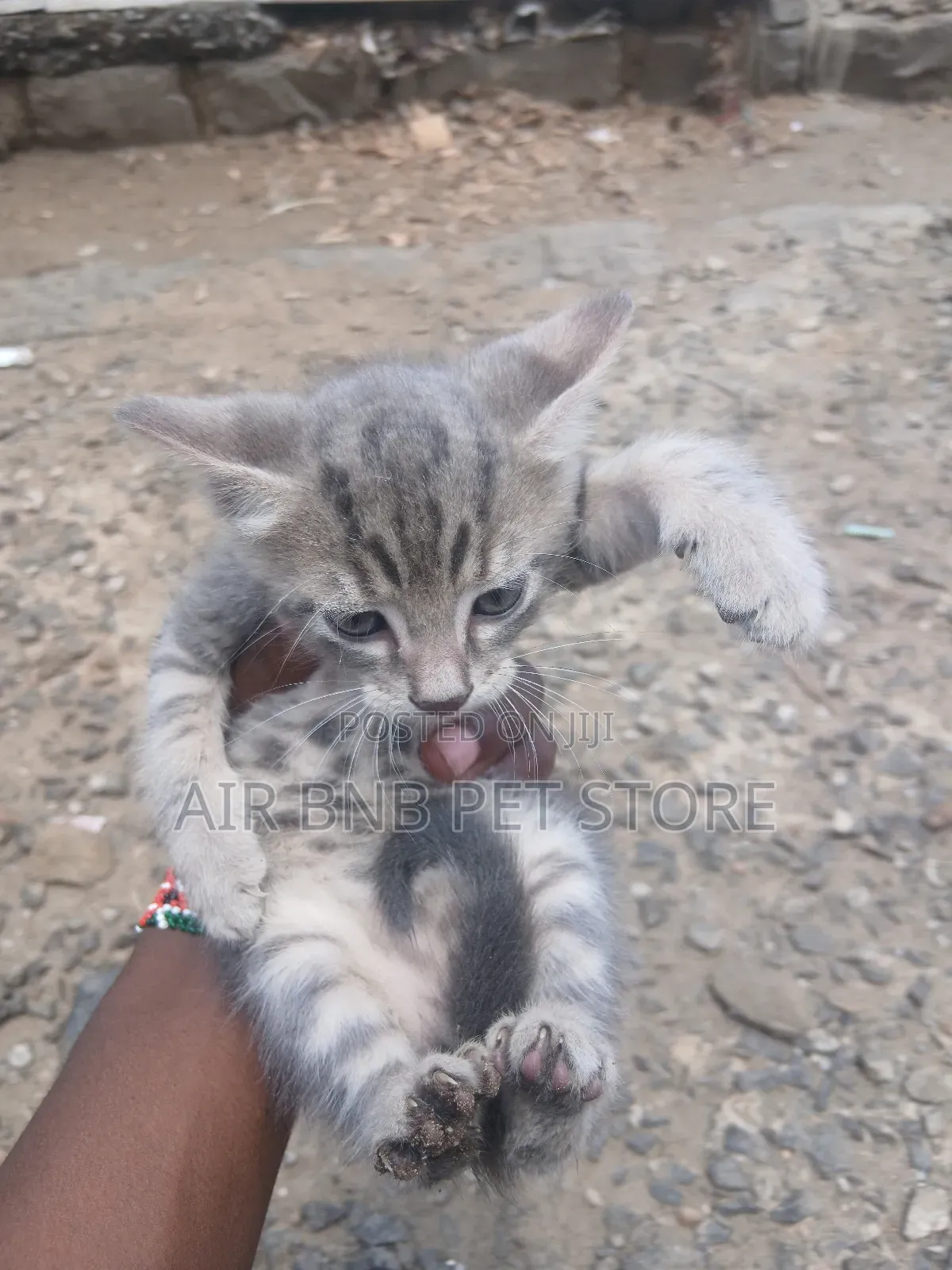 1-3 months Male Purebred American Shorthair