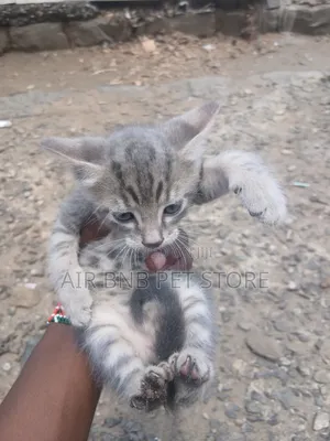 1-3 months Male Purebred American Shorthair