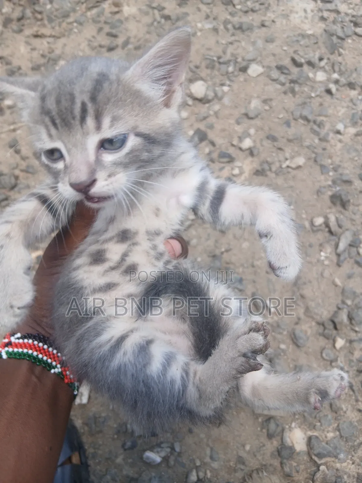 1-3 months Male Purebred American Shorthair