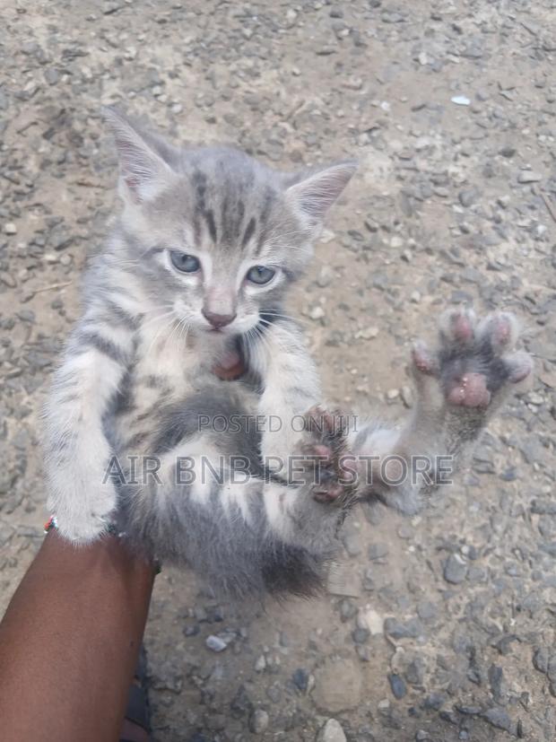 1-3 months Male Purebred American Shorthair