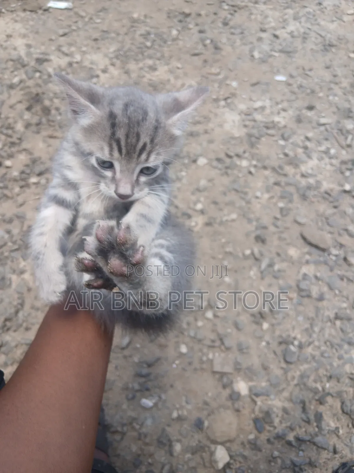 1-3 months Male Purebred American Shorthair