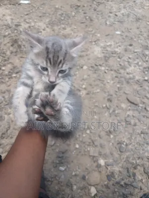 1-3 months Male Purebred American Shorthair