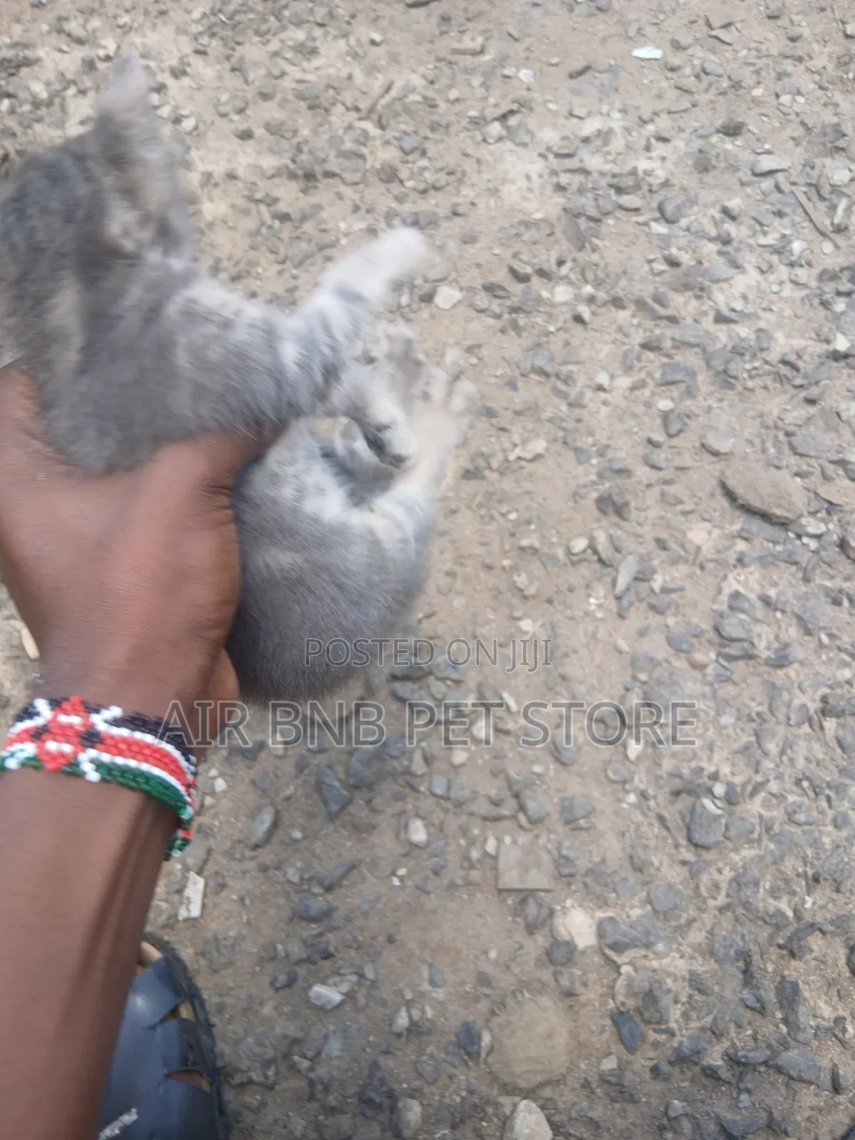 1-3 months Male Purebred American Shorthair