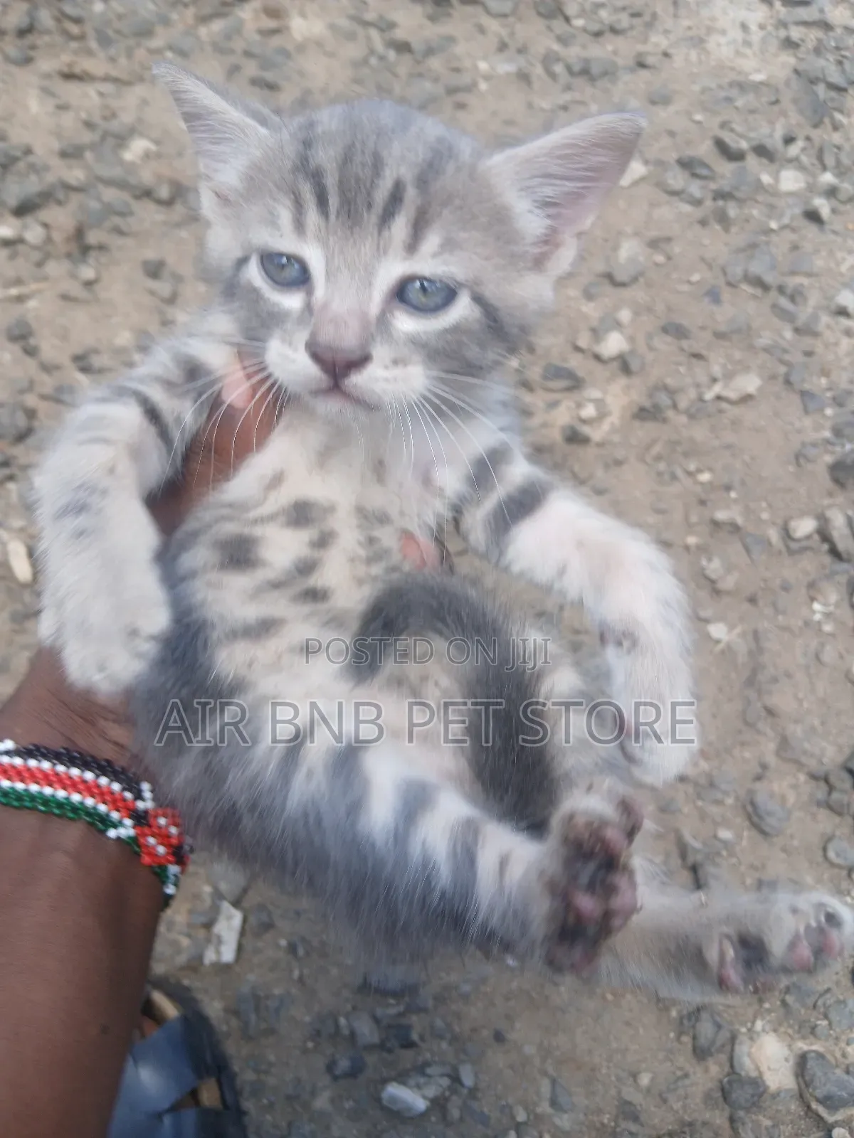 1-3 months Male Purebred American Shorthair